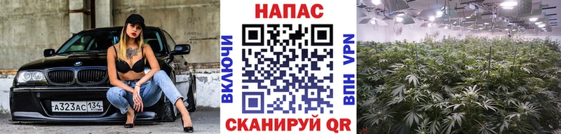 Конопля план  Краснослободск 